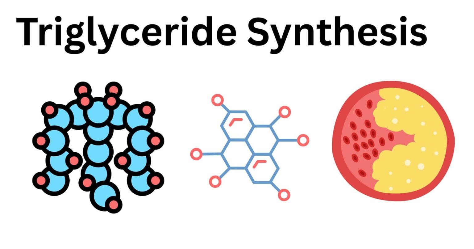 Triglyceride-Synthesis