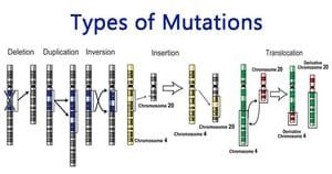 Types-of Mutation