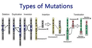 Types-of Mutation