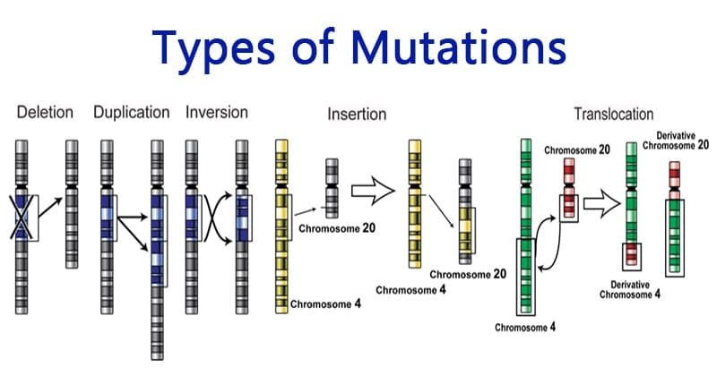 Types-of Mutation