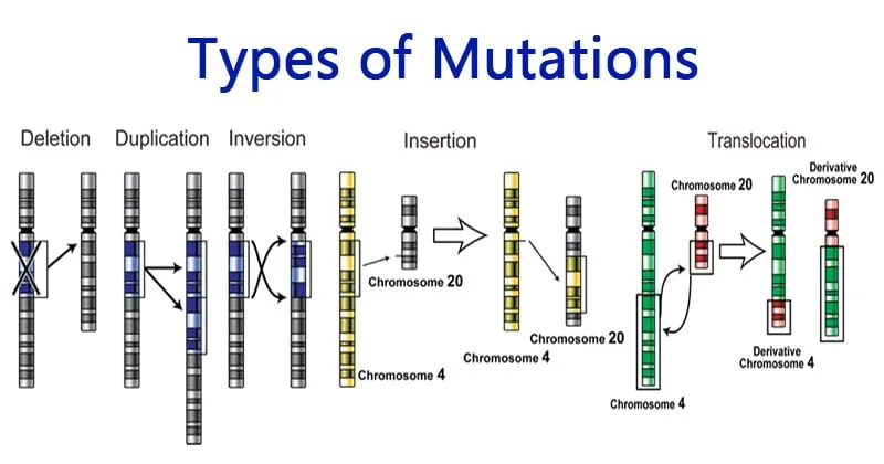 Types-of Mutation
