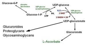 URONIC-ACID-PATHWAY