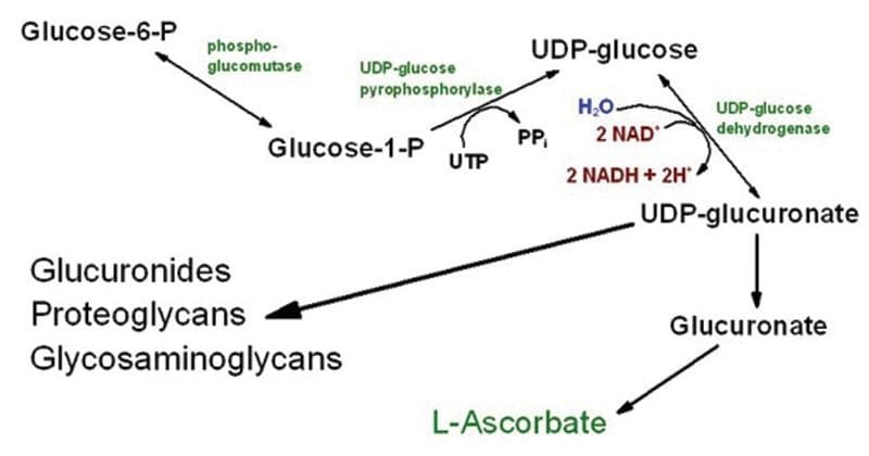 URONIC-ACID-PATHWAY