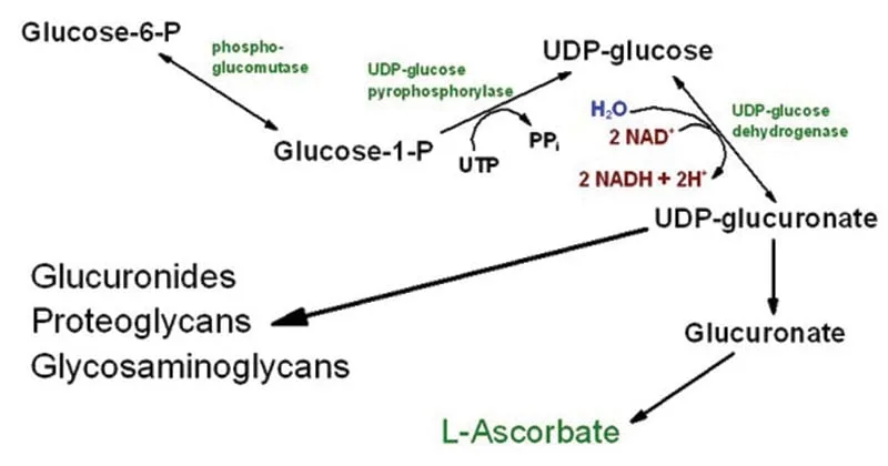 URONIC-ACID-PATHWAY