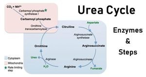 Urea Cycle Enzymes and Steps