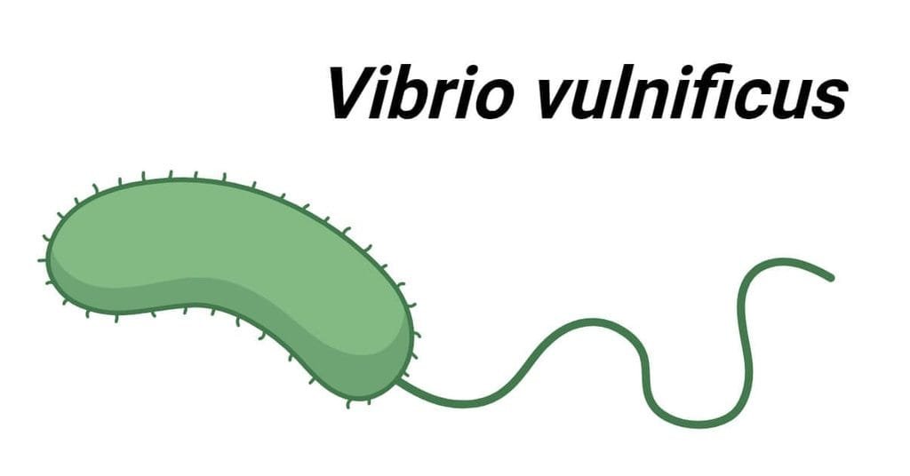 Vibrio vulnificus