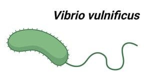 Vibrio-vulnificus