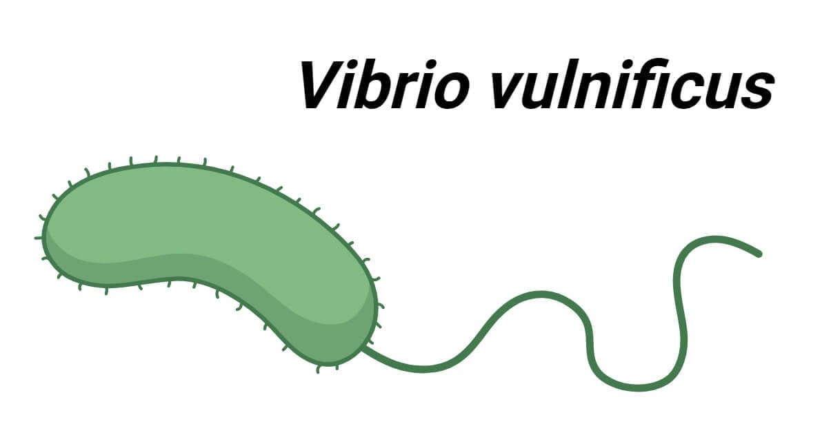 Vibrio-vulnificus
