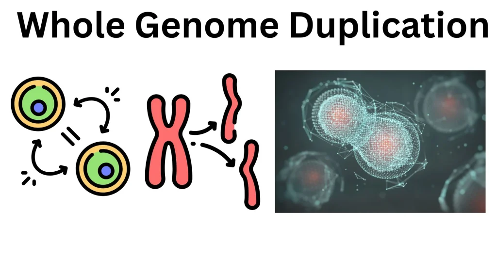 Whole-Genome-Duplication