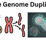 Whole-Genome-Duplication