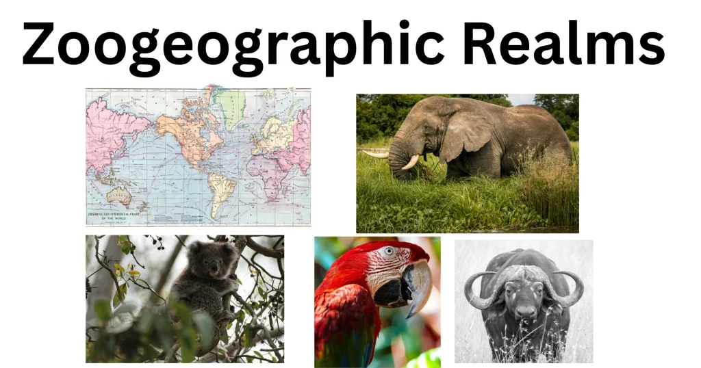 Zoogeographic Realms: Regions, Types, Features, Examples