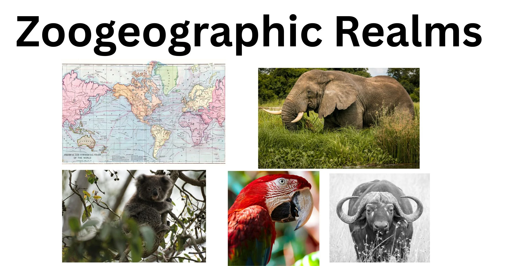 Zoogeographic Realms: Regions, Types, Features, Examples