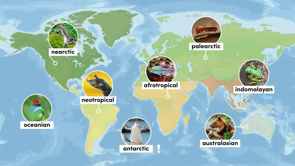 Zoogeographic Realms: Regions, Types, Features, Examples