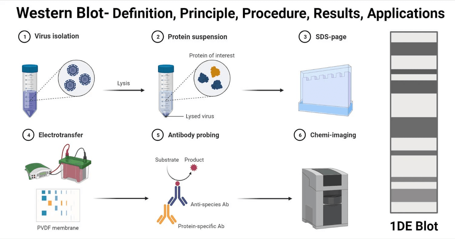 western blotting technique