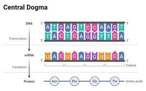Protein Synthesis: Enzymes, Sites, Steps, Inhibitors Central-Dogma