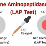 LAP-Test-1024x536