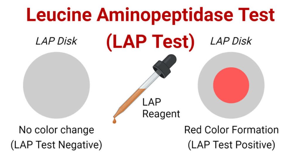 LAP-Test-1024x536