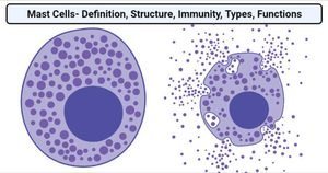 Mast-Cells-768x404