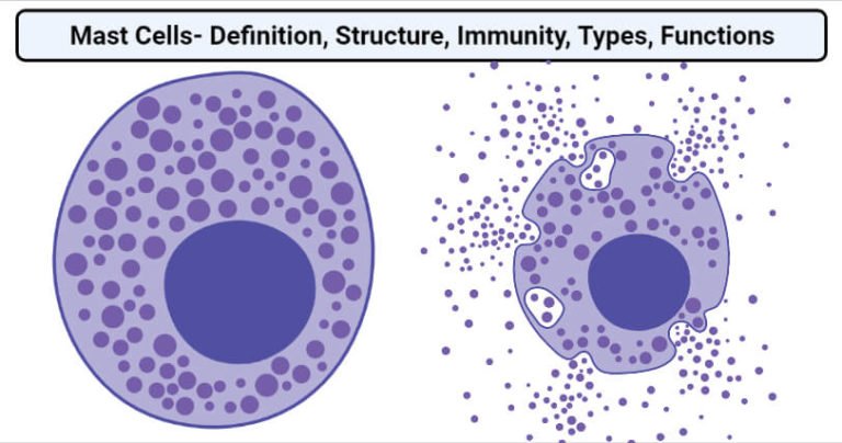 Mast-Cells-768x404