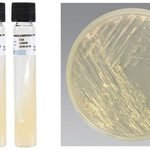 Middlebrook-Agar-768x403