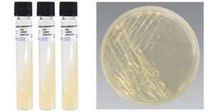 Middlebrook-Agar-768x403