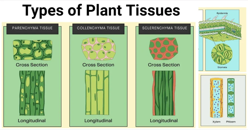 types of plant tissue