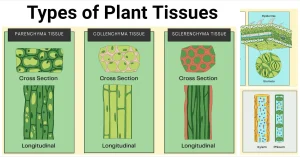 types of plant tissue
