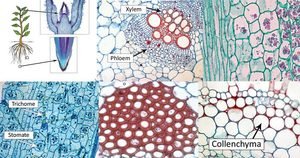 Types of Plant Cell: Structure, Functions, Labeled Diagram