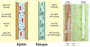 Sulfur Reduction Test: Principle, Procedure, Results, Uses Sulfur Reduction Test result