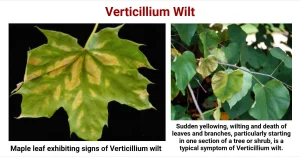 Verticillium Wilt: Causes, Symptoms, Disease Cycle, Control