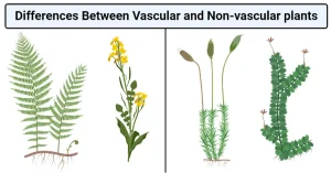 Vascular vs. Non-vascular Plants: 17 Differences, Examples
