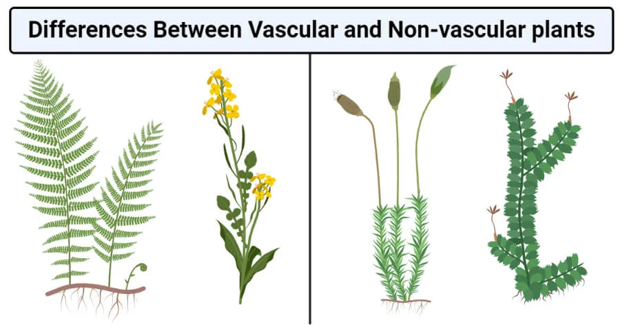 Vascular vs. Non-vascular Plants: 17 Differences, Examples