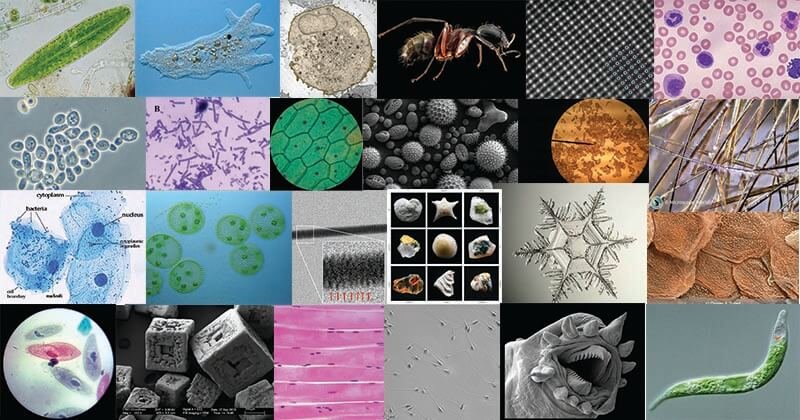 Amazing Things Under the Microscope with Diagrams