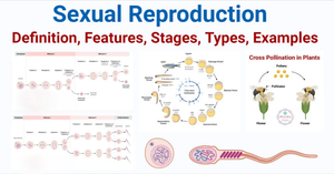 Sexual-Reproduction-1024x536