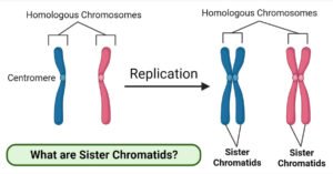 Sister Chromatids: Formation, Separation, Functions Sister-Chromatids