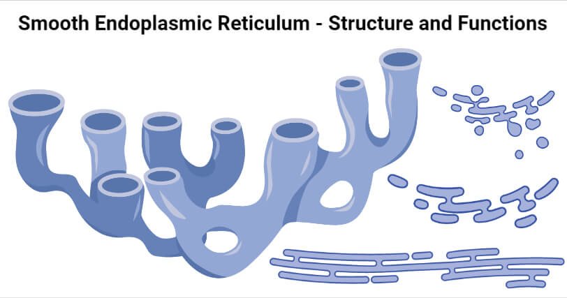 Smooth-Endoplasmic-Reticulum-Structure-and-Functions