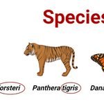 Species classification