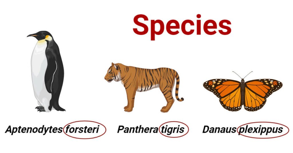 Species classification