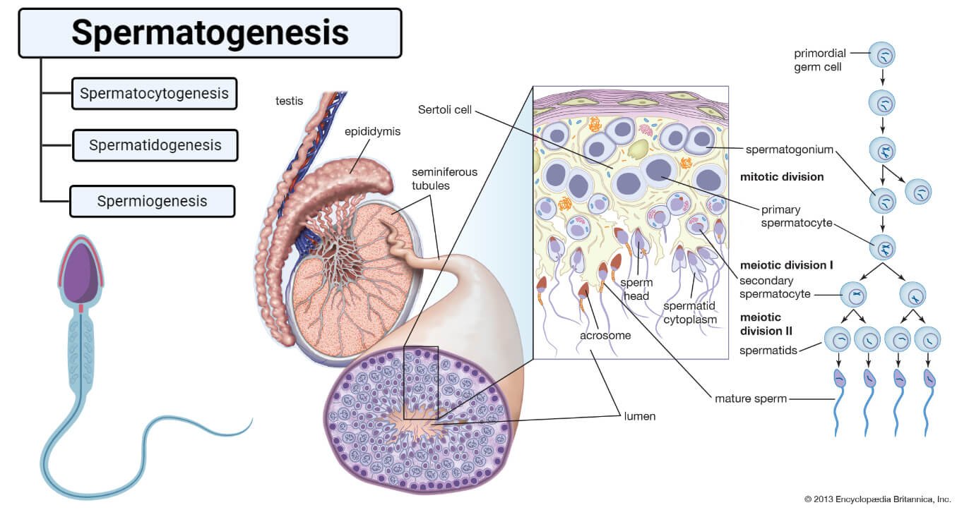 Spermatogenesis