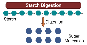 Starch Digestion: Structure, Enzymes, Mechanism, Process Starch-Digestion