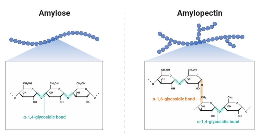 Structure-of-Starch