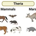 Theria-1024x536