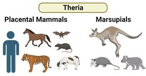Theria-1024x536