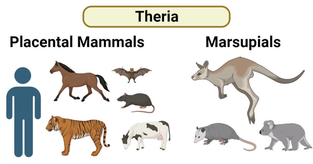 Theria-1024x536