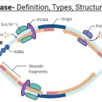 Topoisomerase