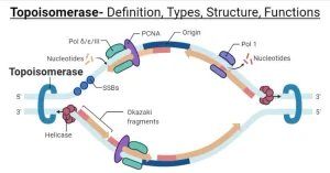 Topoisomerase