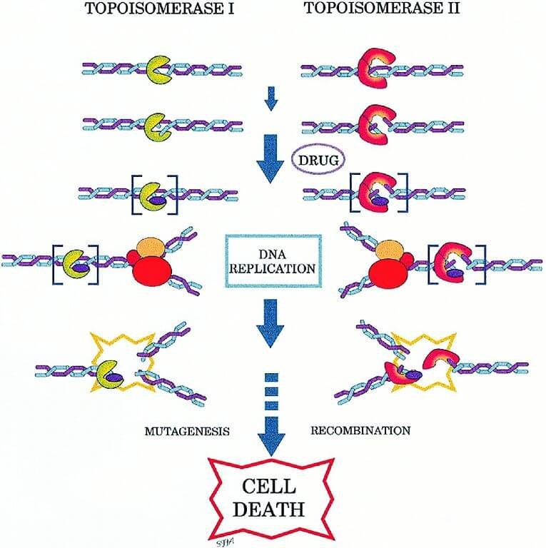 Topoisomerase Inhibition