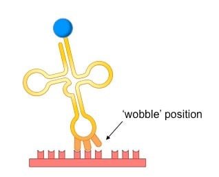 Wobble base pairs