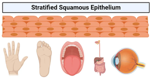 Stratified Squamous Epithelium