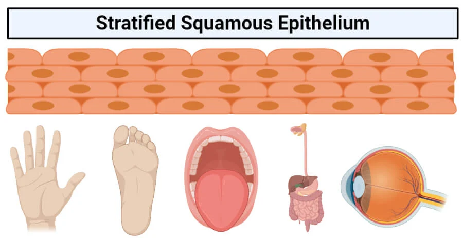 Stratified Squamous Epithelium